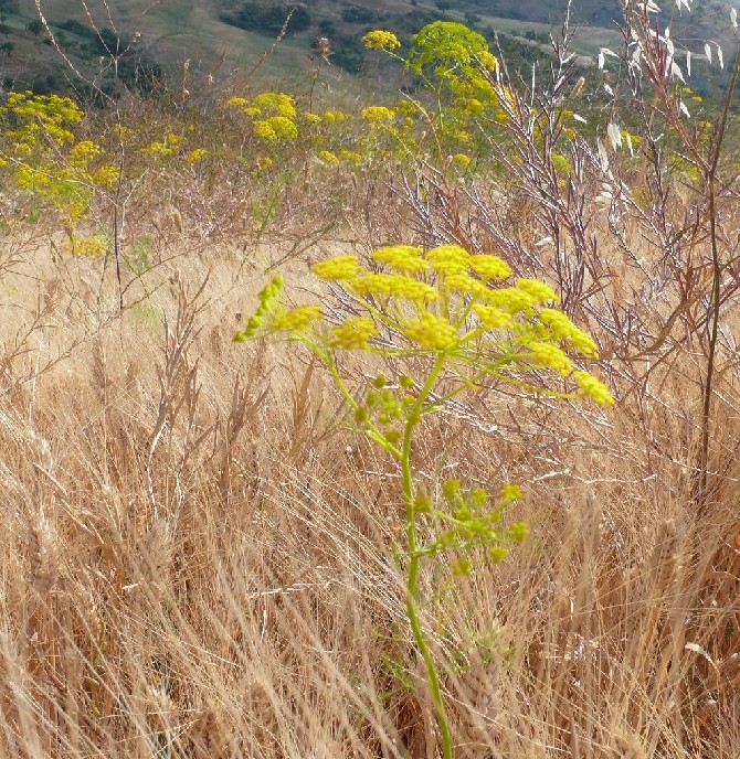 Cachrys ferulacea?